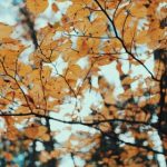 爱情岛屿论坛 ulpzam